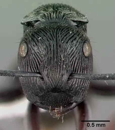 Polyrhachis lumi specimen CASENT0009231 image casent0009231_2