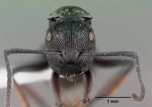 Polyrhachis lumi specimen CASENT0009231 image casent0009231_3