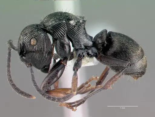Polyrhachis lumi specimen CASENT0009231 image casent0009231_4