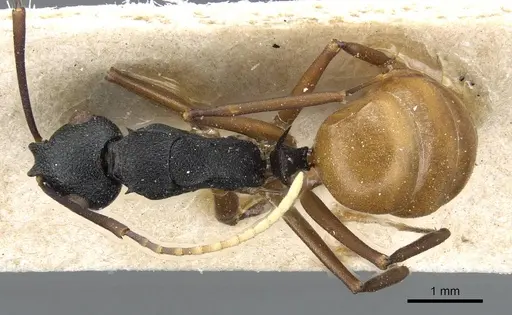 Polyrhachis luteogaster specimen CASENT0905567 image casent0905567_1