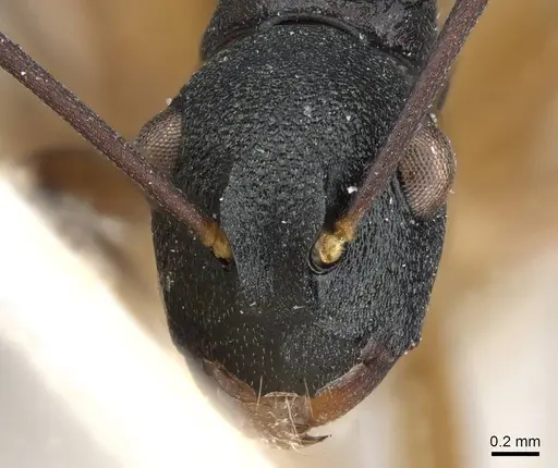 Polyrhachis luteogaster specimen CASENT0905567 image casent0905567_2