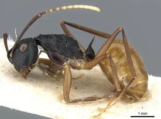 Polyrhachis luteogaster specimen CASENT0905567 image casent0905567_3