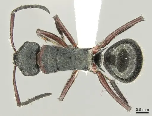 Polyrhachis lydiae specimen CASENT0906594 image casent0906594_1