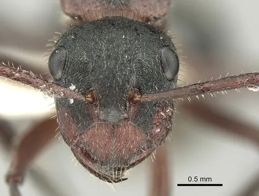 Polyrhachis lydiae specimen CASENT0906594 image casent0906594_2