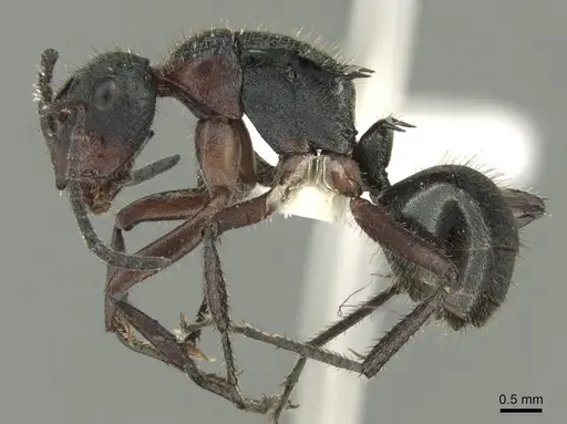 Polyrhachis lydiae specimen CASENT0906594 image casent0906594_3