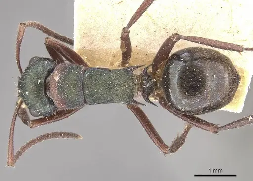 Polyrhachis lydiae specimen CASENT0910808 image casent0910808_1