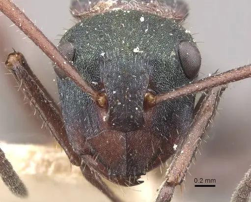 Polyrhachis lydiae specimen CASENT0910808 image casent0910808_2