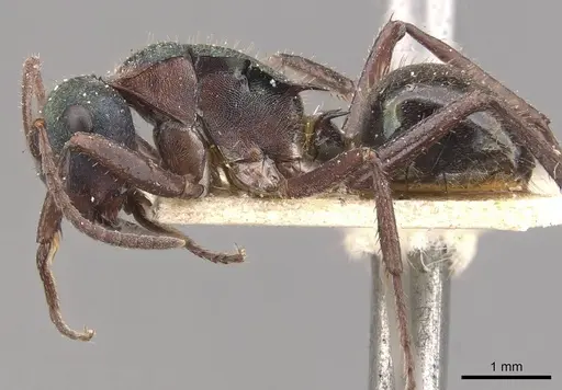 Polyrhachis lydiae specimen CASENT0910808 image casent0910808_3