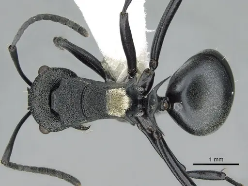 Polyrhachis machaon specimen CASENT0281371 image casent0281371_1