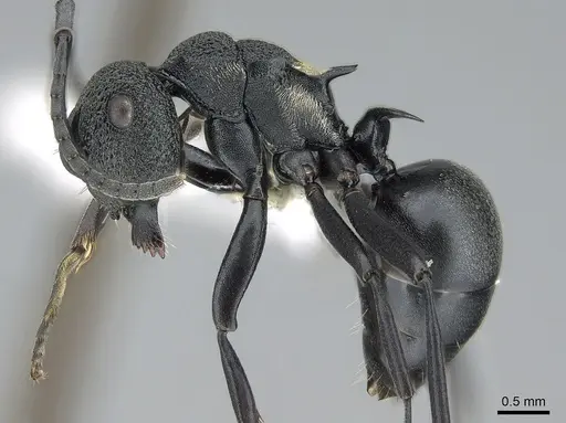 Polyrhachis machaon specimen CASENT0281371 image casent0281371_3