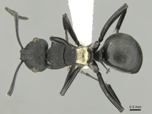 Polyrhachis machaon specimen CASENT0906606 image casent0906606_1
