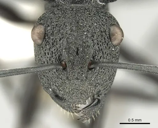 Polyrhachis machaon specimen CASENT0906606 image casent0906606_2