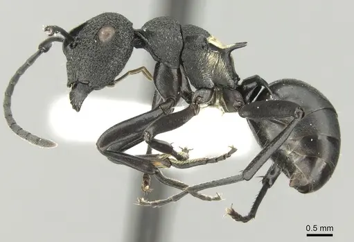 Polyrhachis machaon specimen CASENT0906606 image casent0906606_3