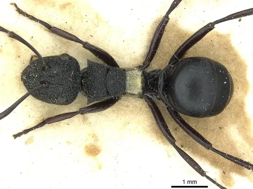 Polyrhachis machaon specimen CASENT0912112 image casent0912112_1