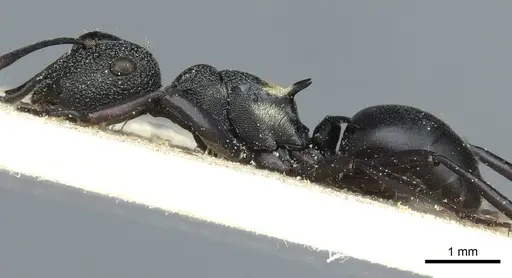 Polyrhachis machaon specimen CASENT0912112 image casent0912112_4