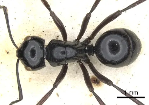 Polyrhachis mackayi specimen CASENT0903417 image casent0903417_1