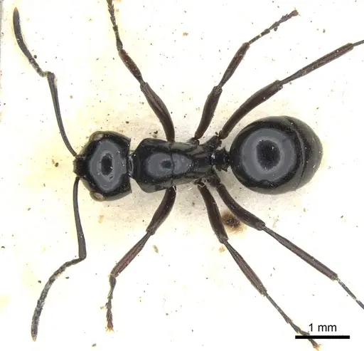 Polyrhachis mackayi specimen CASENT0903417 image casent0903417_2
