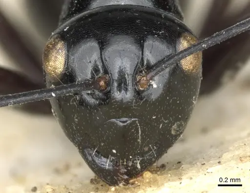 Polyrhachis mackayi specimen CASENT0903417 image casent0903417_3