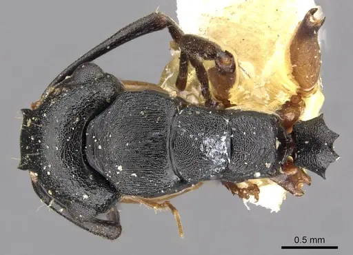 Polyrhachis maculata specimen CASENT0910414 image casent0910414_1