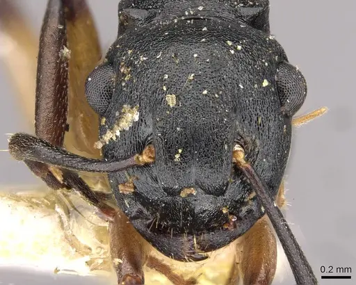 Polyrhachis maculata specimen CASENT0910414 image casent0910414_2