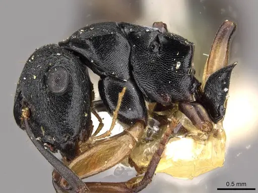 Polyrhachis maculata specimen CASENT0910414 image casent0910414_3