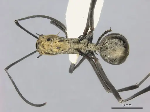 Polyrhachis magnifica specimen CASENT0217780 image casent0217780_1