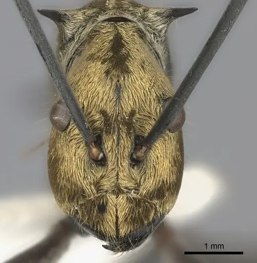 Polyrhachis magnifica specimen CASENT0217780 image casent0217780_2