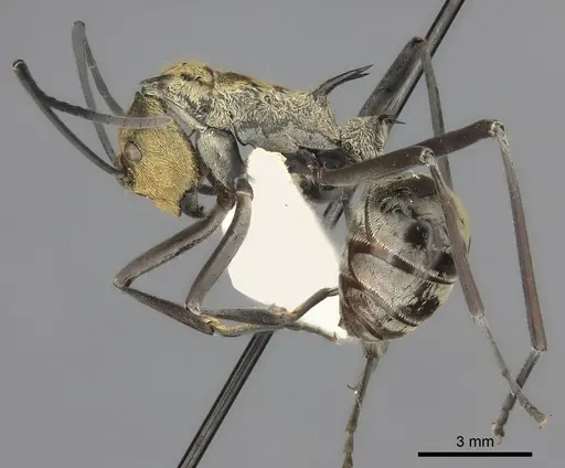 Polyrhachis magnifica specimen CASENT0217780 image casent0217780_3