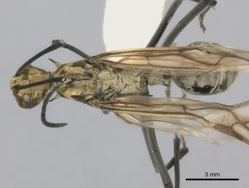 Polyrhachis magnifica specimen CASENT0217781 image casent0217781_1