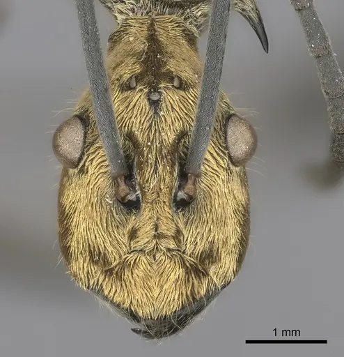 Polyrhachis magnifica specimen CASENT0217781 image casent0217781_2