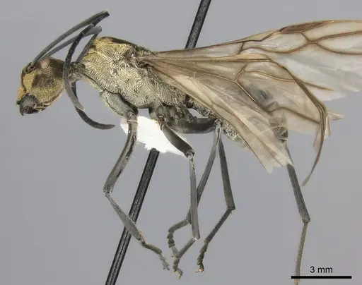 Polyrhachis magnifica specimen CASENT0217781 image casent0217781_3