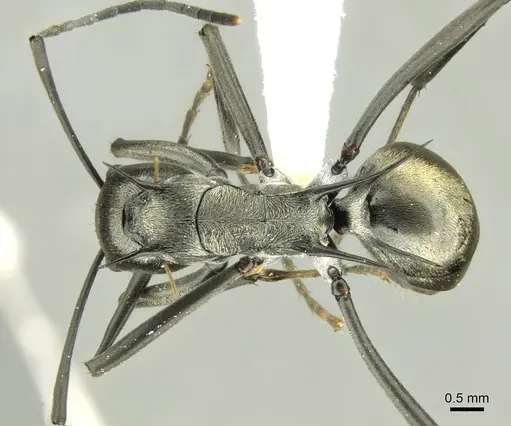 Polyrhachis malaensis specimen CASENT0906735 image casent0906735_1