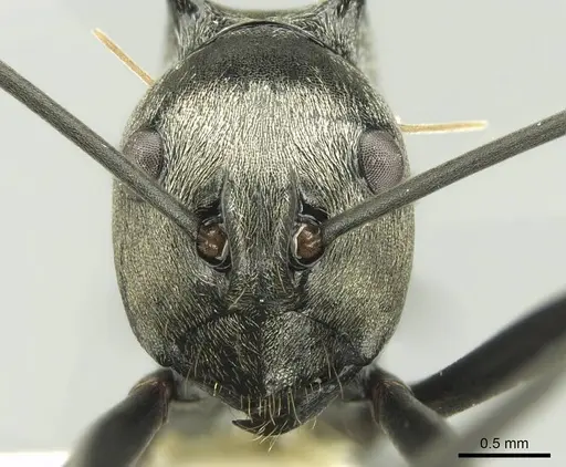 Polyrhachis malaensis specimen CASENT0906735 image casent0906735_2
