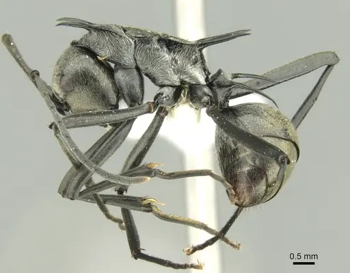 Polyrhachis malaensis specimen CASENT0906735 image casent0906735_3