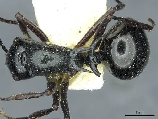 Polyrhachis malaensis specimen CASENT0912110 image casent0912110_1