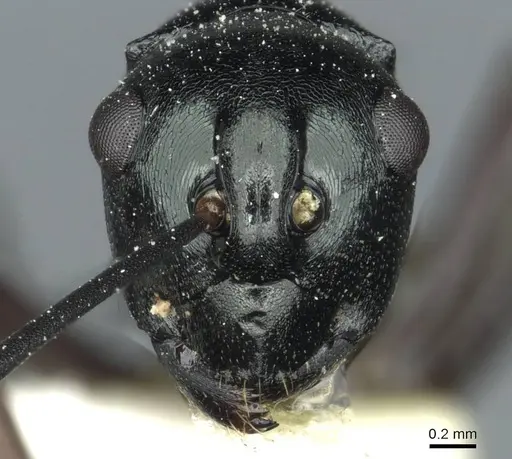 Polyrhachis malaensis specimen CASENT0912110 image casent0912110_2