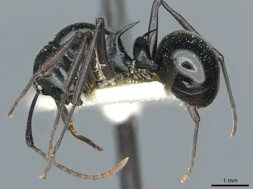 Polyrhachis malaensis specimen CASENT0912110 image casent0912110_3