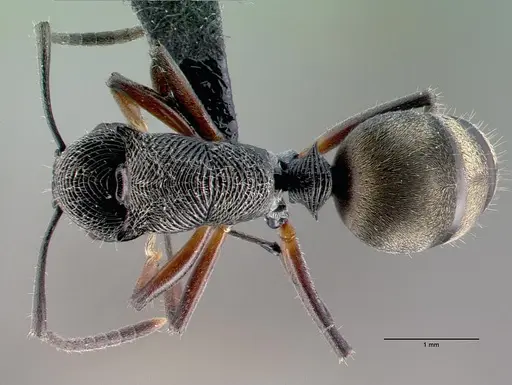 Polyrhachis mamba specimen CASENT0009244 image casent0009244_1