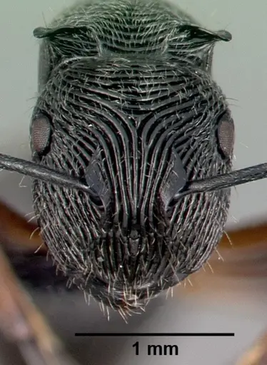 Polyrhachis mamba specimen CASENT0009244 image casent0009244_2