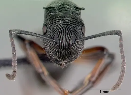 Polyrhachis mamba specimen CASENT0009244 image casent0009244_3