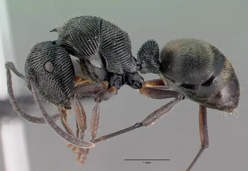 Polyrhachis mamba specimen CASENT0009244 image casent0009244_4