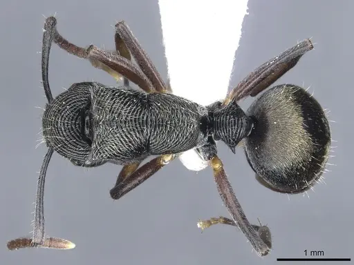 Polyrhachis mamba specimen CASENT0903319 image casent0903319_1