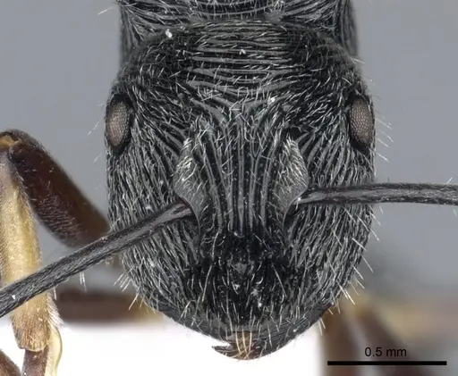 Polyrhachis mamba specimen CASENT0903319 image casent0903319_2