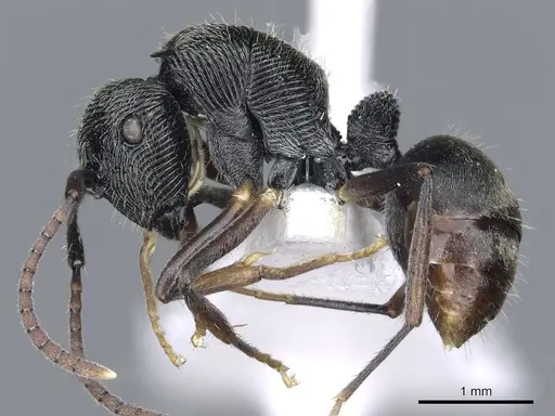 Polyrhachis mamba specimen CASENT0903319 image casent0903319_3