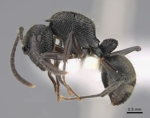 Polyrhachis mamba specimen CASENT0923497 image casent0923497_1