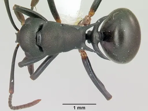 Polyrhachis manni specimen CASENT0103185 image casent0103185_1