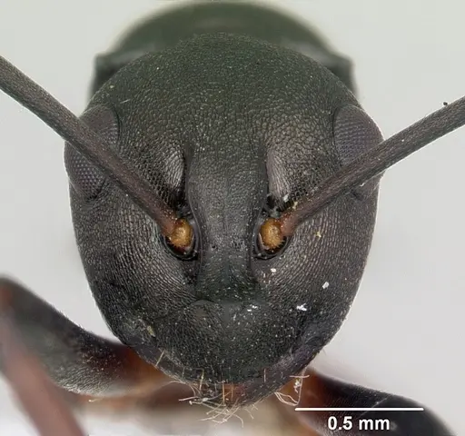 Polyrhachis manni specimen CASENT0103185 image casent0103185_2