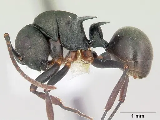 Polyrhachis manni specimen CASENT0103185 image casent0103185_3