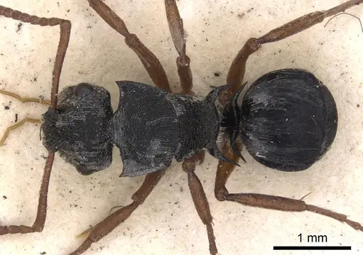 Polyrhachis marginata specimen CASENT0901802 image casent0901802_1