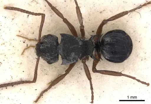 Polyrhachis marginata specimen CASENT0901802 image casent0901802_2
